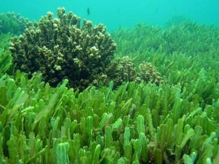 Coral & kelp
