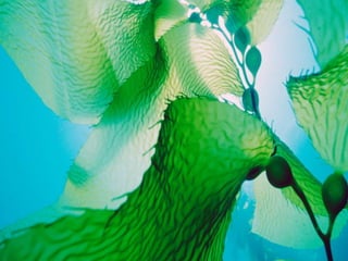 Coral & kelp