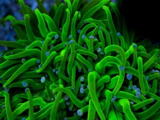 Coral & kelp