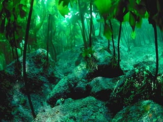 Coral & kelp