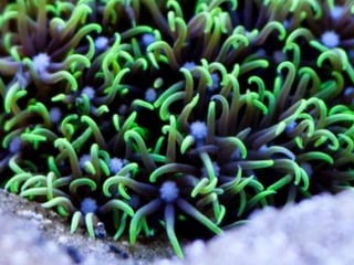 Coral & kelp