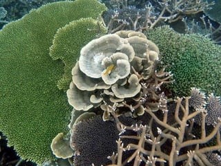 Coral & kelp