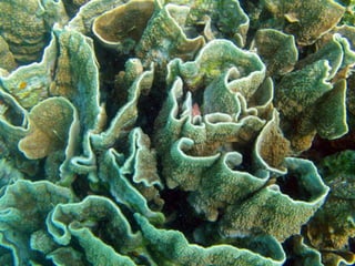 Coral & kelp