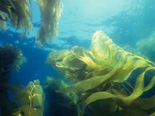 Coral & kelp