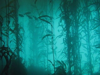 Coral & kelp