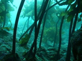 Coral & kelp
