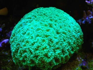 Coral & kelp