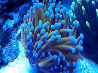 Coral & kelp