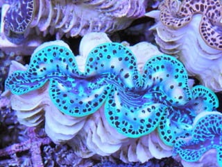 Coral & kelp