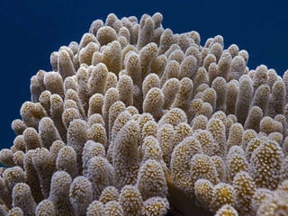 Coral & kelp