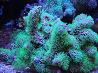 Coral & kelp