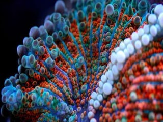 Coral & kelp