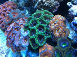 Coral & kelp