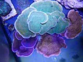 Coral & kelp