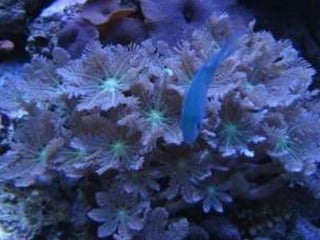 Coral & kelp