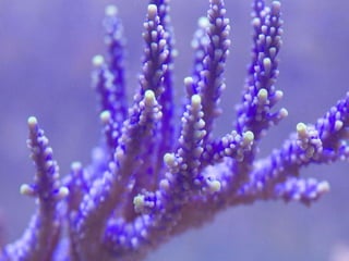 Coral & kelp