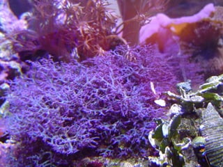 Coral & kelp