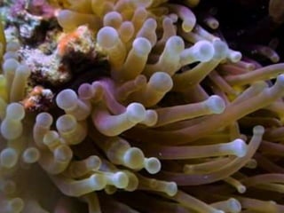 Coral & kelp