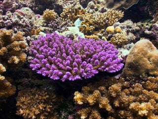 Coral & kelp