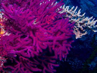 Coral & kelp