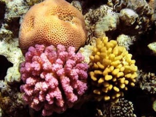 Coral & kelp
