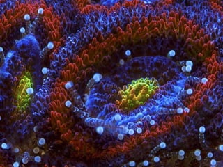 Coral & kelp