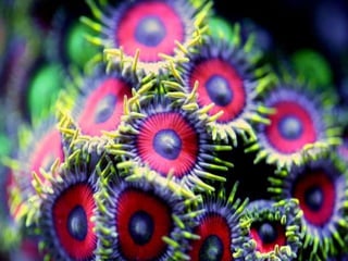 Coral & kelp