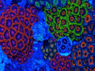 Coral & kelp
