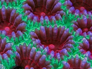Coral & kelp