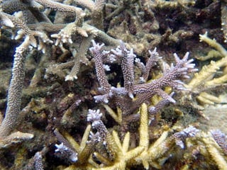 Coral & kelp