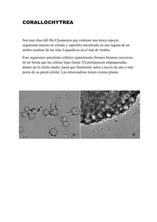 CORALLOCHYTREA


Son una clase del filo Choanozoa que contiene una única especie,
organismo marino no ciliado y saprofito encontrado en una laguna de un
atolón coralino de las islas Laquedivas en el mar de Arabia.

Este organismo unicelular esférico experimenta fisiones binarias sucesivas
de tal forma que las células hijas (hasta 32) permanecen empaquetadas
dentro de la célula madre, hasta que finalmente salen a través de uno o más
poros de su pared celular. Las mitocondrias tienen crestas planas.
 