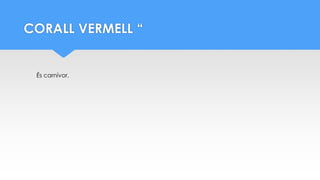 CORALL VERMELL “
És carnívor.
 