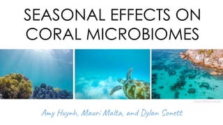 SEASONAL EFFECTS ON
CORAL MICROBIOMES
Amy Huynh, Mauri Malta, and Dylan Sonett
Lizard Island.com.au
 