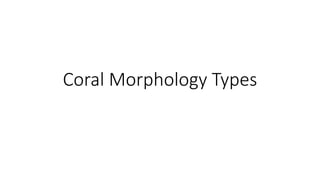 Coral Morphology Types
 