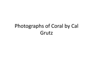 Photographs of Coral by Cal
         Grutz
 