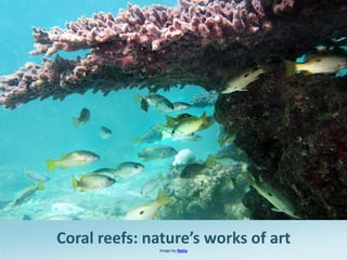 Coral reefs: nature’s works of art
              Image by Nattu
 