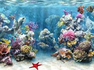 CORAL REEF
 