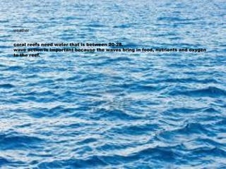 weather
coral reefs need water that is between 20-28.
wave action is important because the waves bring in food, nutrients ...