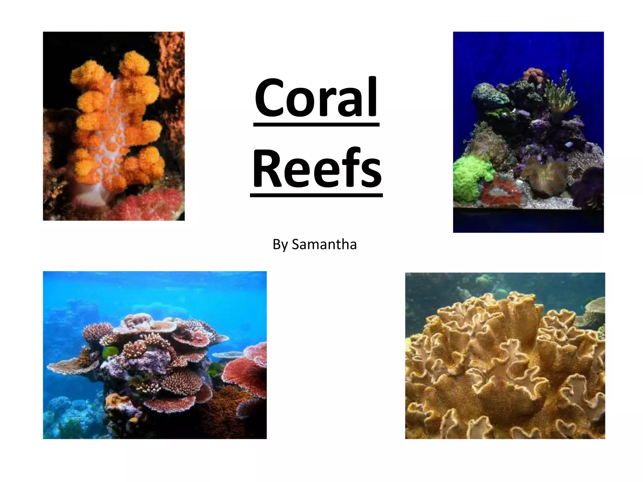 Coral
Reefs
By Samantha