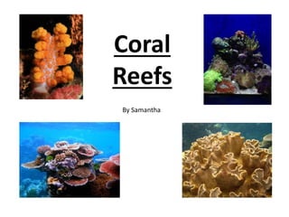 Coral
Reefs
By Samantha
 