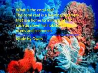 What is the coral reef
The coral reef is a livening organism
that is a home to millions of fish
such as clown fish lobsters and
clams and seahorses
http://www.noaa.gov/features/economic_0708/coralreefs.html
Made by Owen
 