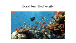Coral Reef Biodiversity
 