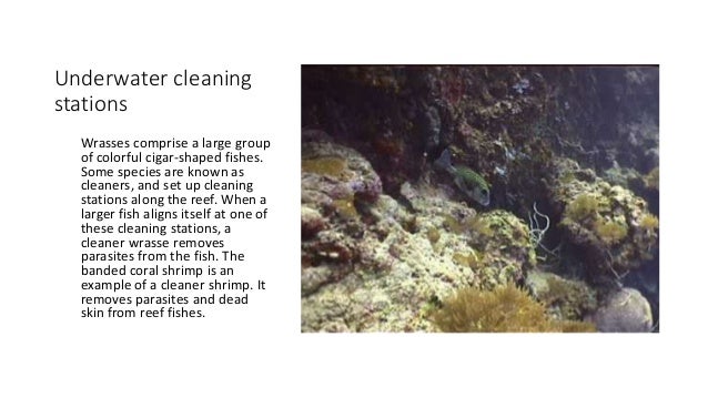 coral reef