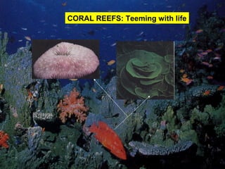 CORAL REEFS: Teeming with life
 