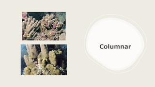 Columnar
 