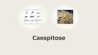 Caespitose
 