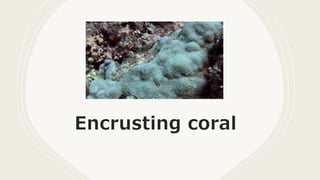 Encrusting coral
 