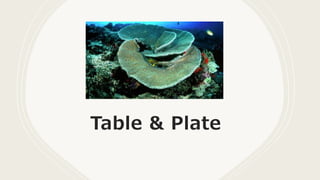 Table & Plate
 