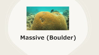Massive (Boulder)
 