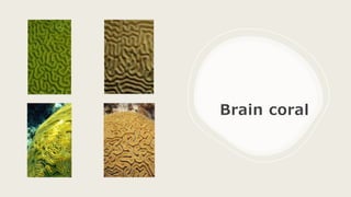 Brain coral
 